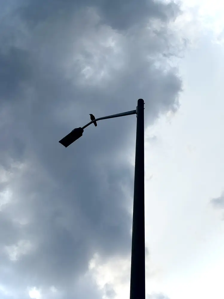 Crow on a Pole