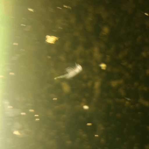Ptjpoo1.gif