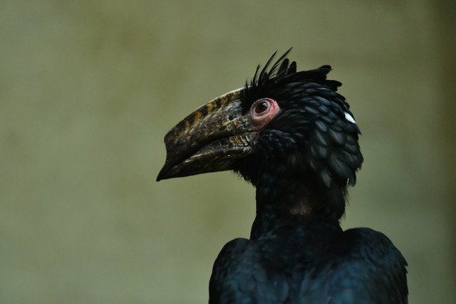 A trumpeter hornbill with a large casque above its bill at Copenhagen Zoo.