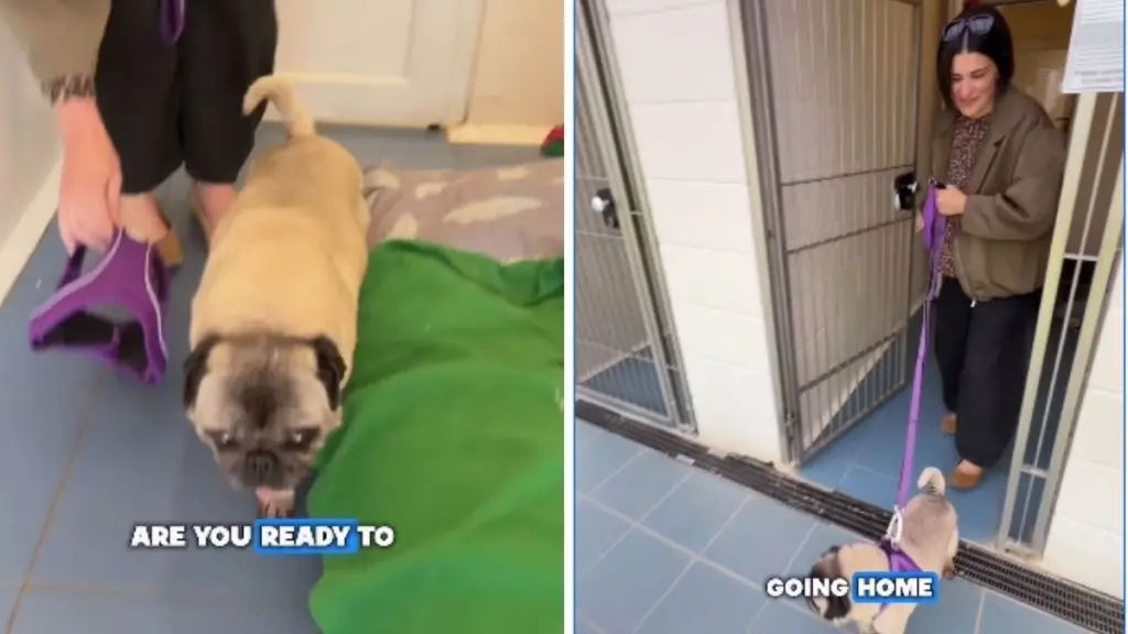 Senior Rescue Dog's Surprise Name