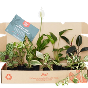 Indoor-Plant-Collection-1