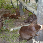 Beaver