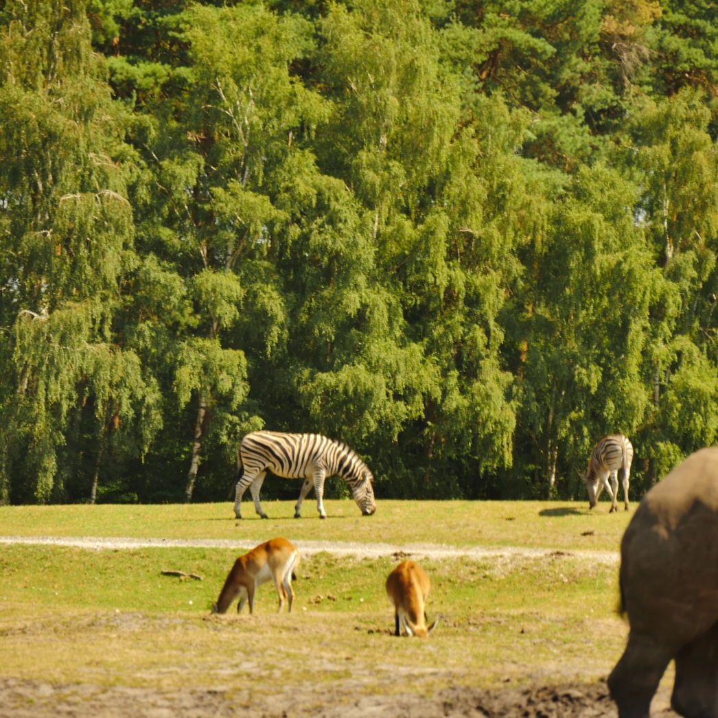 Serengeti-Park / Серенгети-Парк и кусочек Касселя