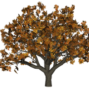 tree-1-zps0d22ec95