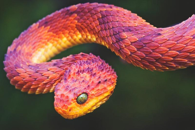 que-come-serpiente.jpg