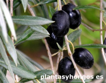 Morisca olive tree