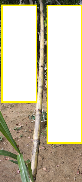 sugarcane.png