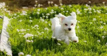 Top Supplements for Maltese Puppies