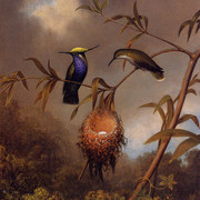 Black-Breasted-Plovercrest