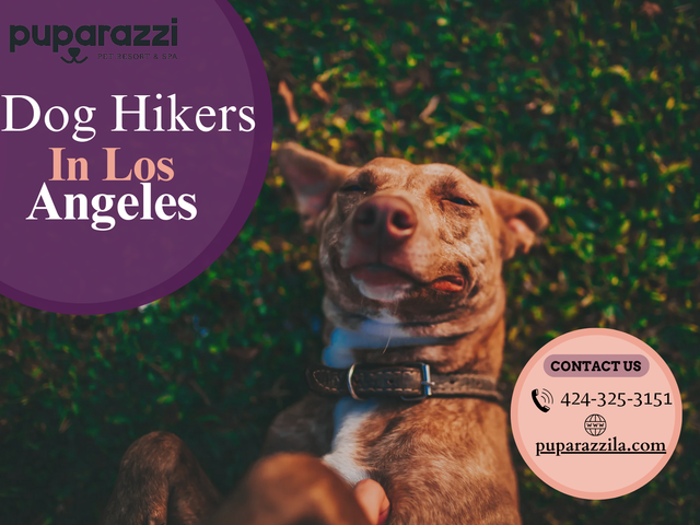 Dog-Hikers-In-Los-Angeles