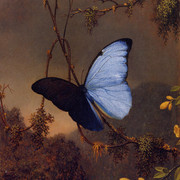 Blue-Morpho-Butterfly