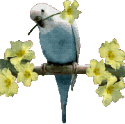budgieflower