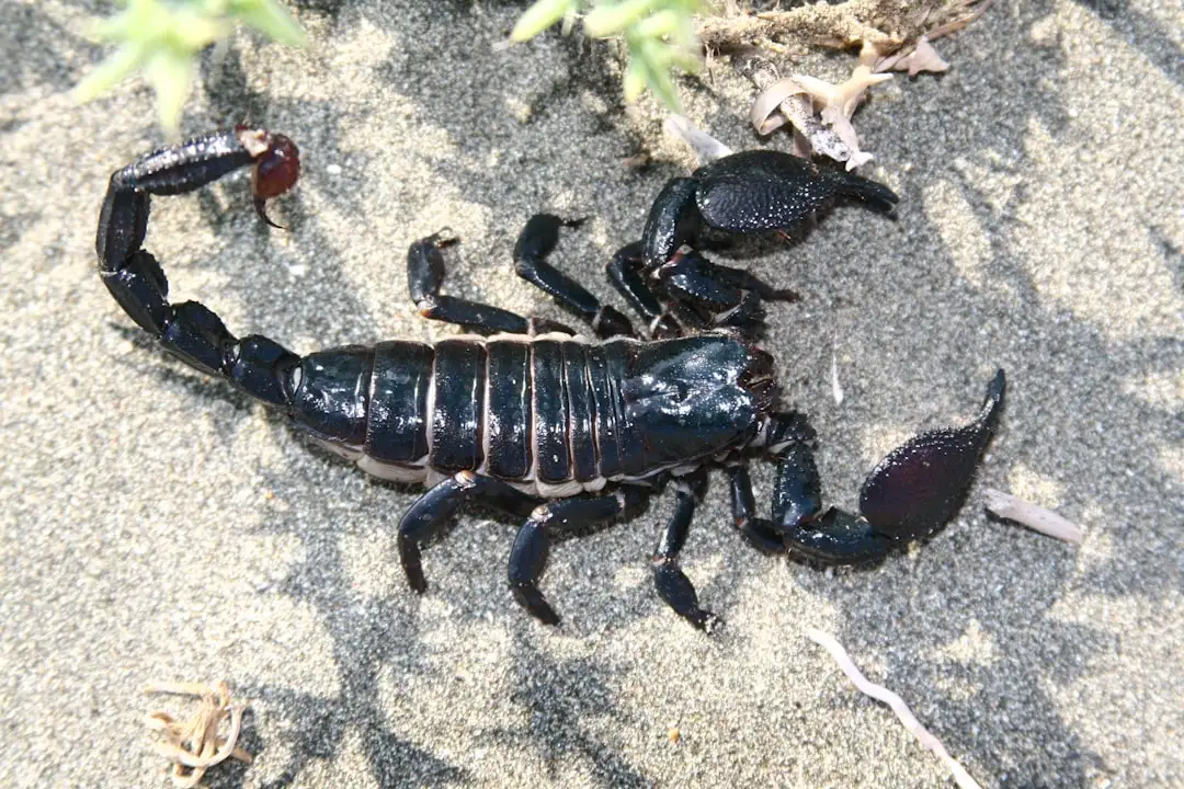 Viitorul strălucit al Scorpionului: navigarea cu noi oportunități