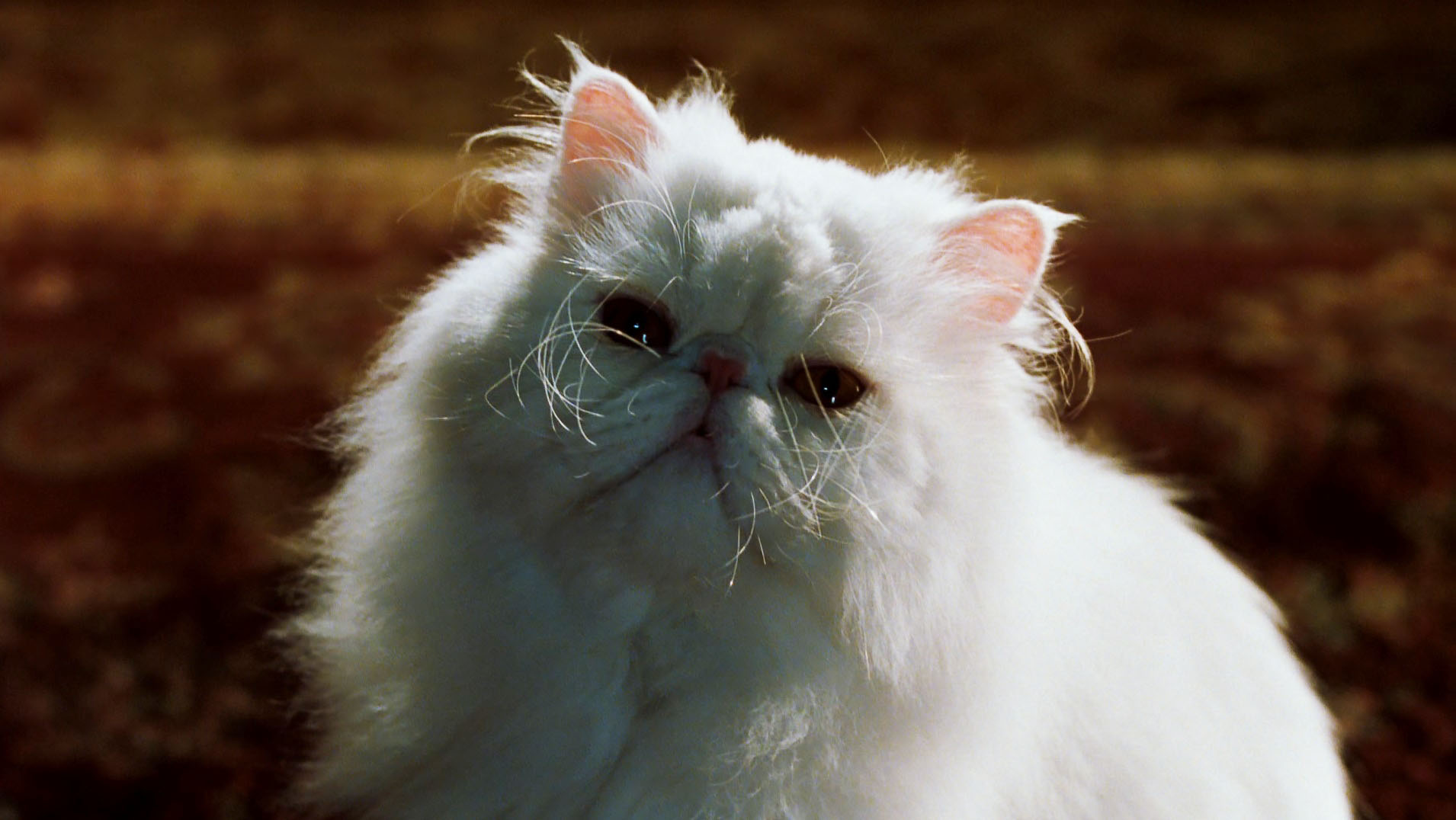 Кошки против собак / Cats & Dogs (2001)