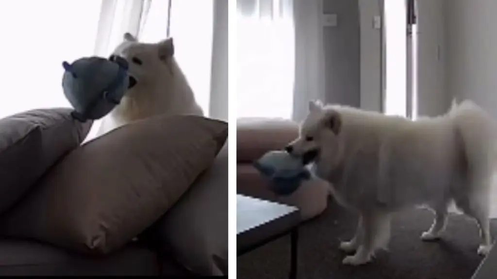 Dog's Home-Alone Antics Resemble TV Show
