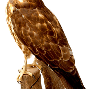 il9