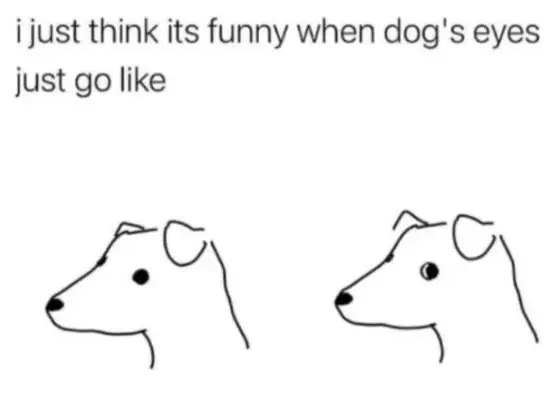 Why Do Dogs Give the Side Eye? Understanding This Canine Behavior