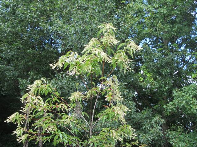 IMG-8519