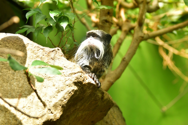 Emperor tamarin at Copenhagen Zoo