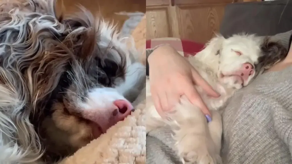 Snuggle Sleeper: Deaf Rescue Pup's Unique Sleeping Habit