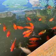 玉蜂谷蜜蜂园4