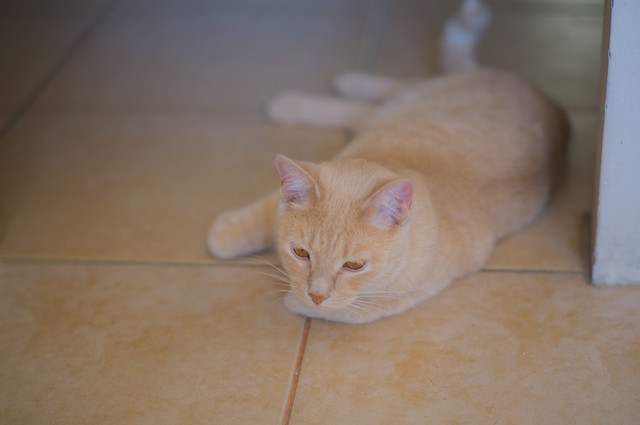 DSCF4178.jpg