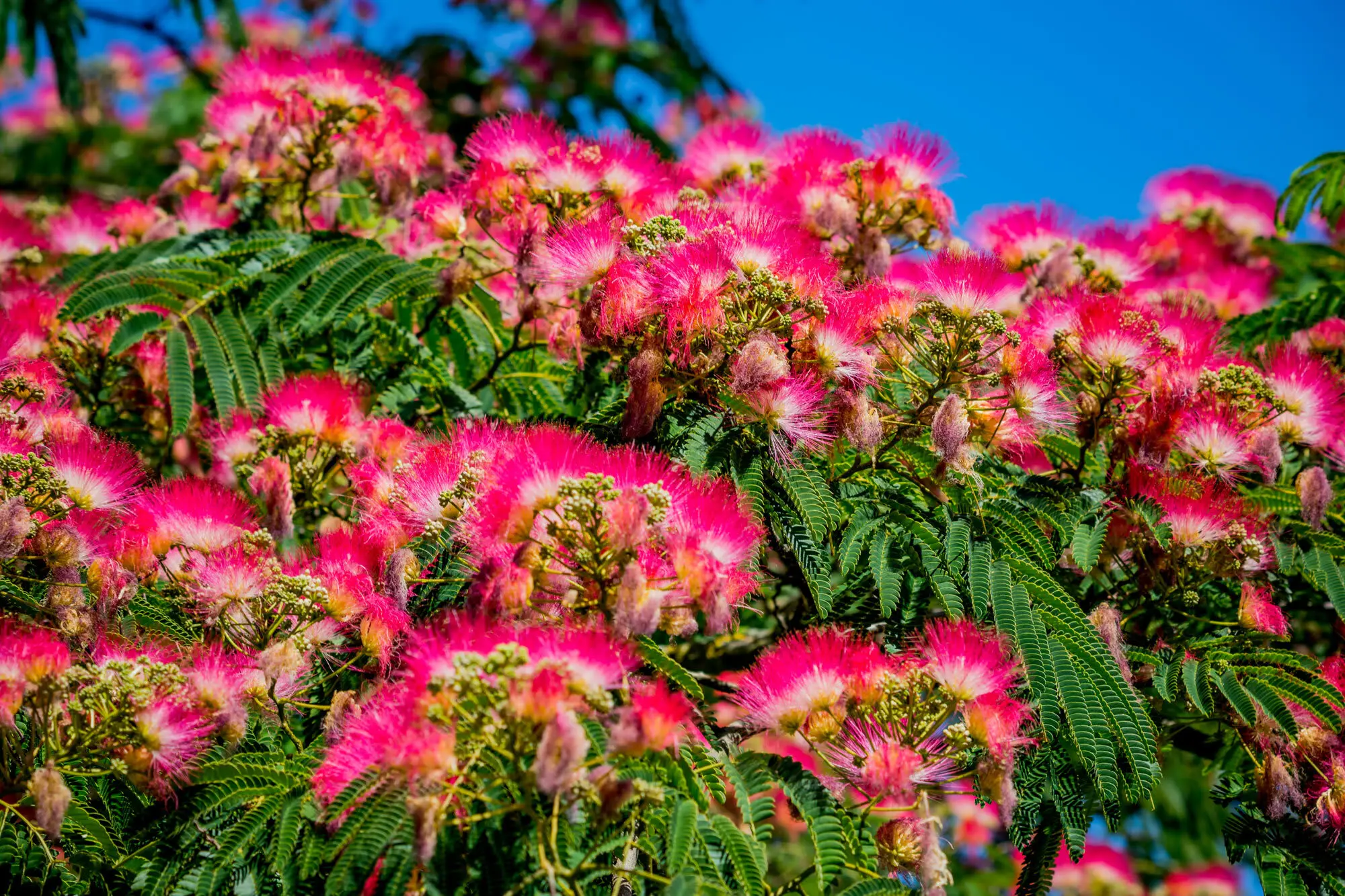 Treedom 1
