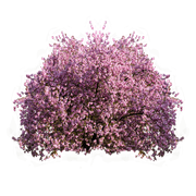 TREE 1 (1)