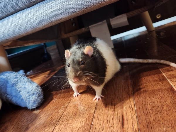 pancake