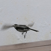 Wagtail 2