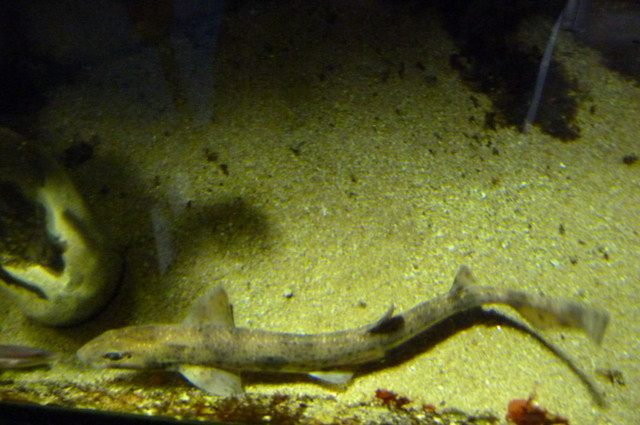 Aquarium.jpg