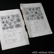 IMG-3518