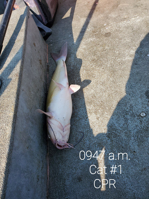 0107-Cat-1-CPR