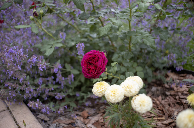 L1009950.jpg