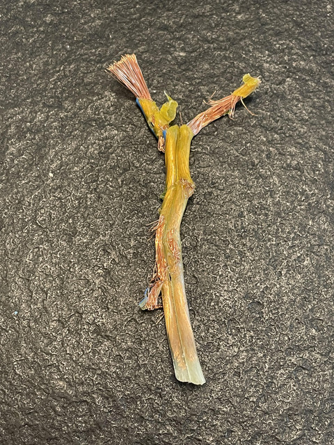 https://i.ibb.co/GtZTYt5/unnamed.jpg