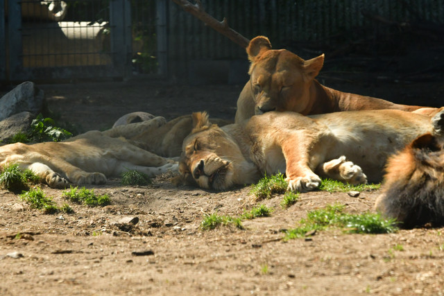 Lions at Copenhagen Zoo