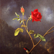 Red-Rose-with-Ruby-Throat
