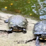 清水岩庙25