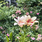 lilium