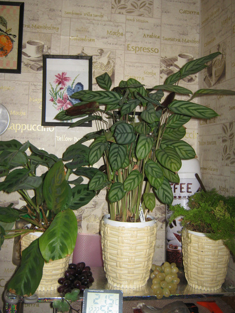 IMG 6446.jpg