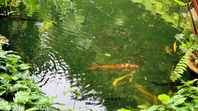 克切拉禅修林1.webp