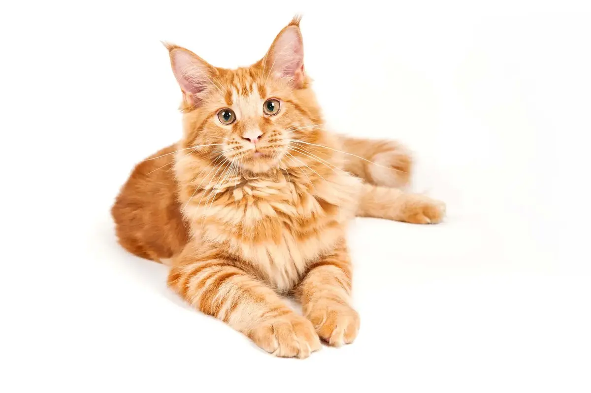 Does Your Cat Truly Love You?