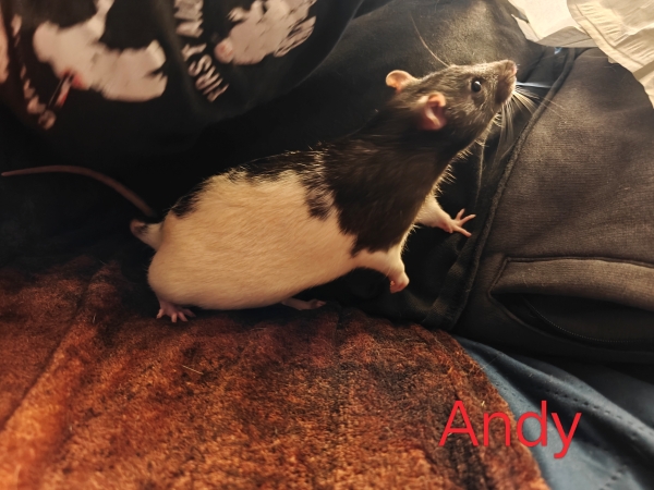 andy2