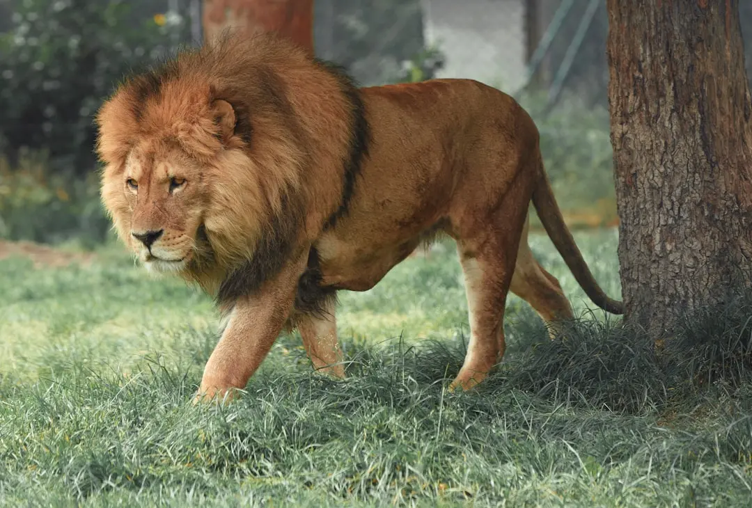 Leo's June 2026 Horoscope
