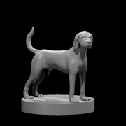 English Foxhound
