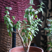DSF5294
