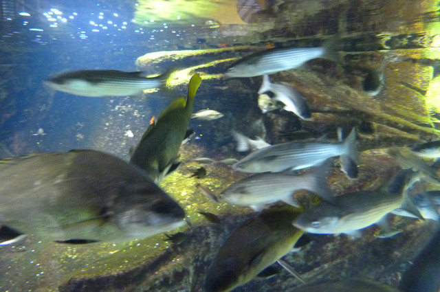Aquarium