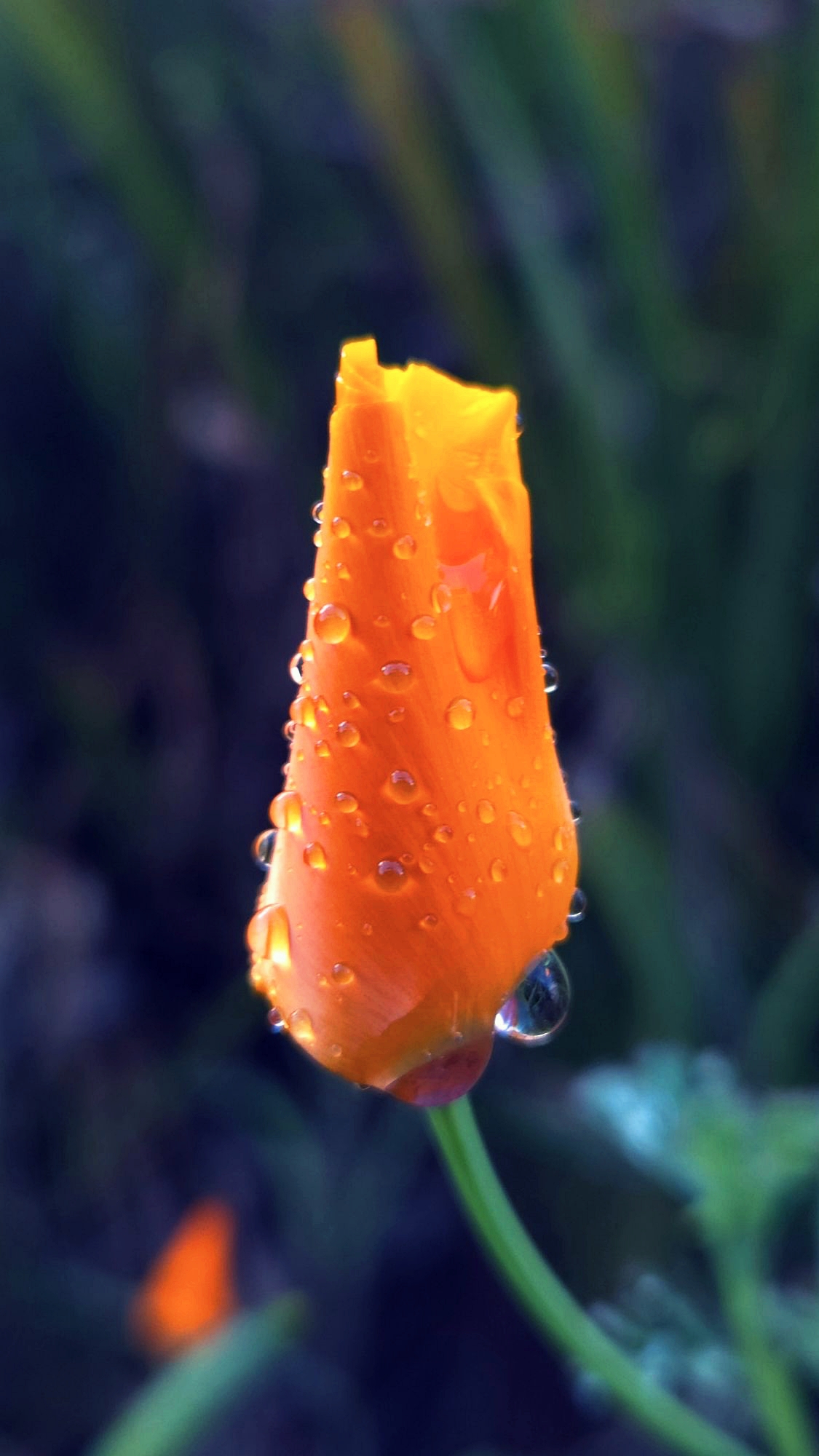 Califorinia Poppy