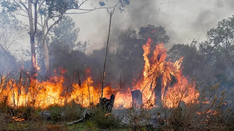 Incendio Forestal: bomberos combatieron las llamas en un estero en la zona de Caá Catí