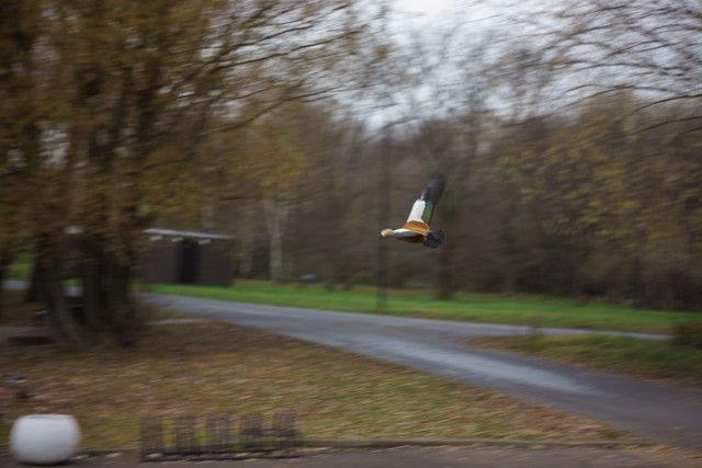 DSC02613.jpg